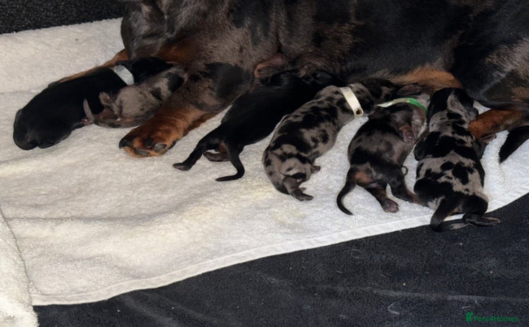 Miniature Dachshund dogs for sale - Advert 1