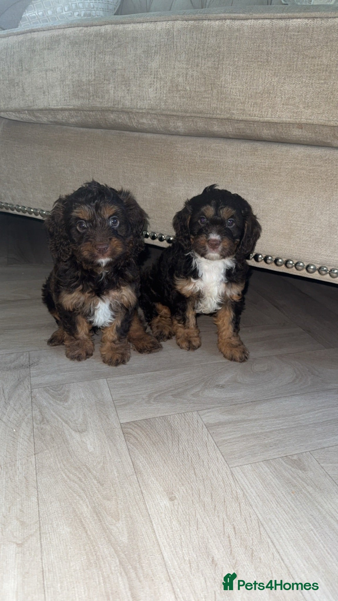Cavapoo dogs F1 Cavapoos  - Advert 14