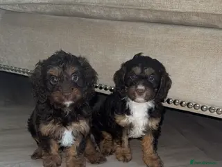 Cavapoo dogs F1 Cavapoos - Advert 6