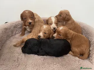 Cockapoo dogs F1 Cockapoo’s - Advert 1
