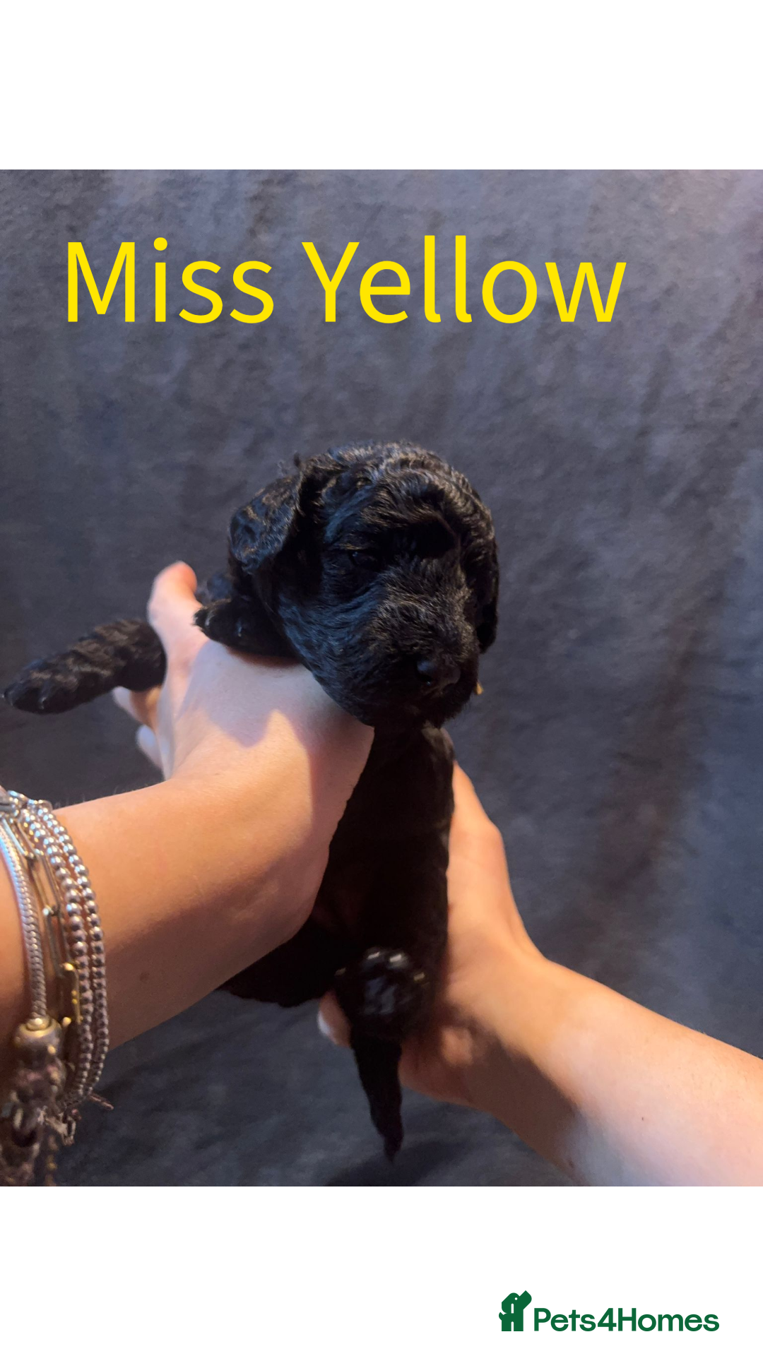 Australian Labradoodle dogs for sale: Extensively health tested Austrailian Labradoodles - Advert 16