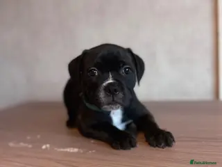 Staffordshire Bull Terrier dogs READY NOW KC Staffordshire Bull Terrier - Advert 4