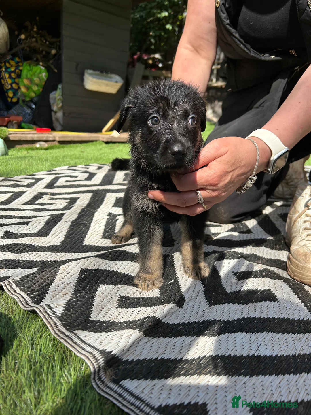 Sheprador dogs for sale: Labrador x German shepherd  in Penarth - Advert 2