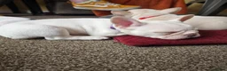 French Bulldog dogs for sale: French bulldog puppies  - Advert 6