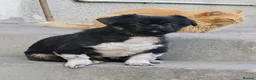 Mixed Breed dogs for adoption: 💙🐶 SNOOPY – CHEERFUL, FUNNY in Burton-on-Trent - Advert 1