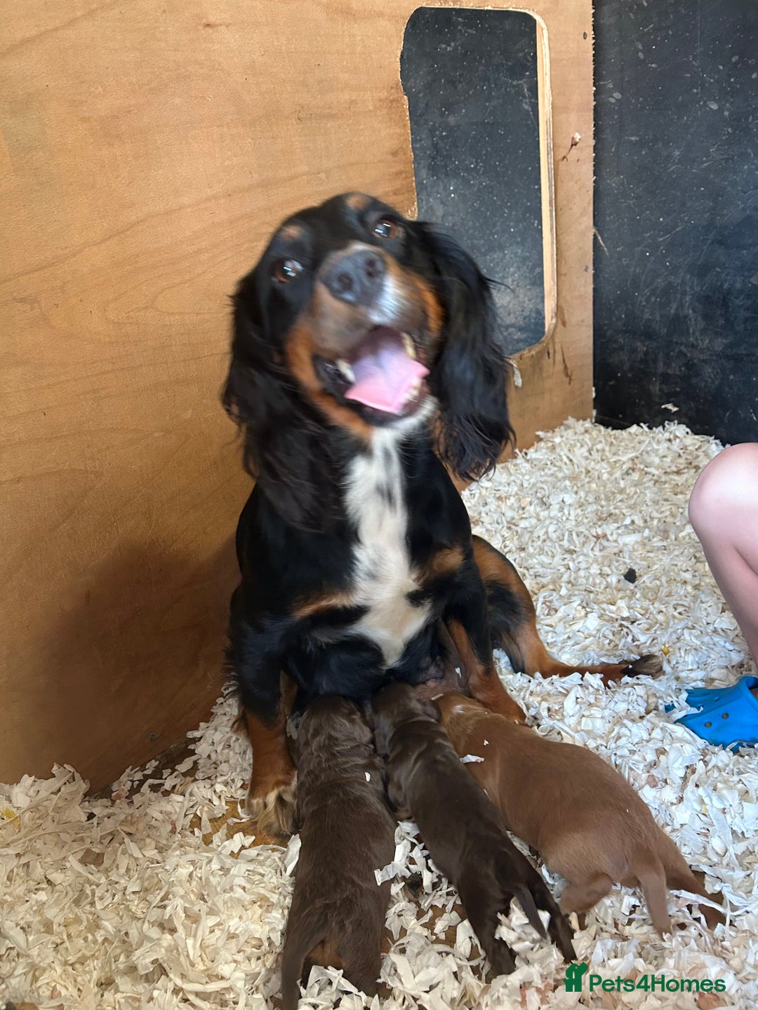 Cocker Spaniel dogs for sale: stunning cocker spaniel puppies - Image 8