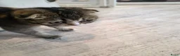 Scottish Fold cats for sale: Lovely Scottish fold female  - Advert 5