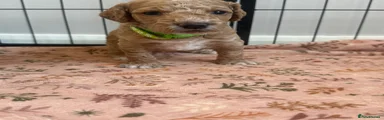 Cockapoo 2 (green) 