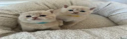 British Shorthair cats for sale: Breathtaking purebred British shorthair kittens - Advert 12