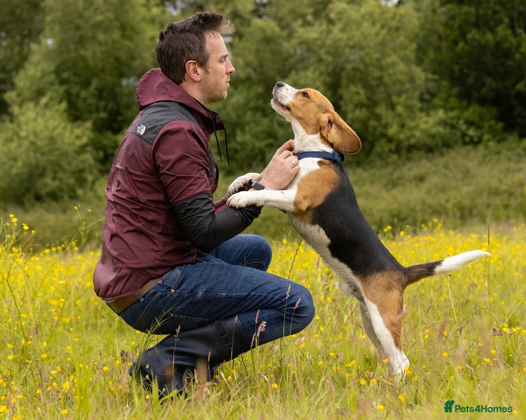 Beagle dogs for stud: Pedigree Beagle for Stud in Aldershot - Image 7