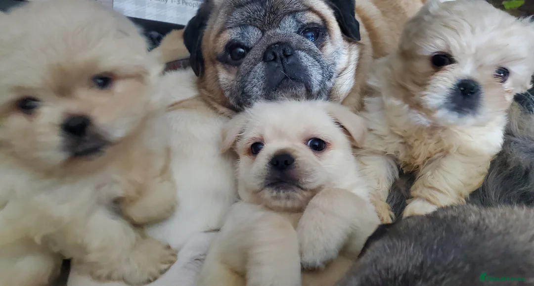 Mixed Breed dogs for sale: Shih tzu cross Pug puppies - Advert 17