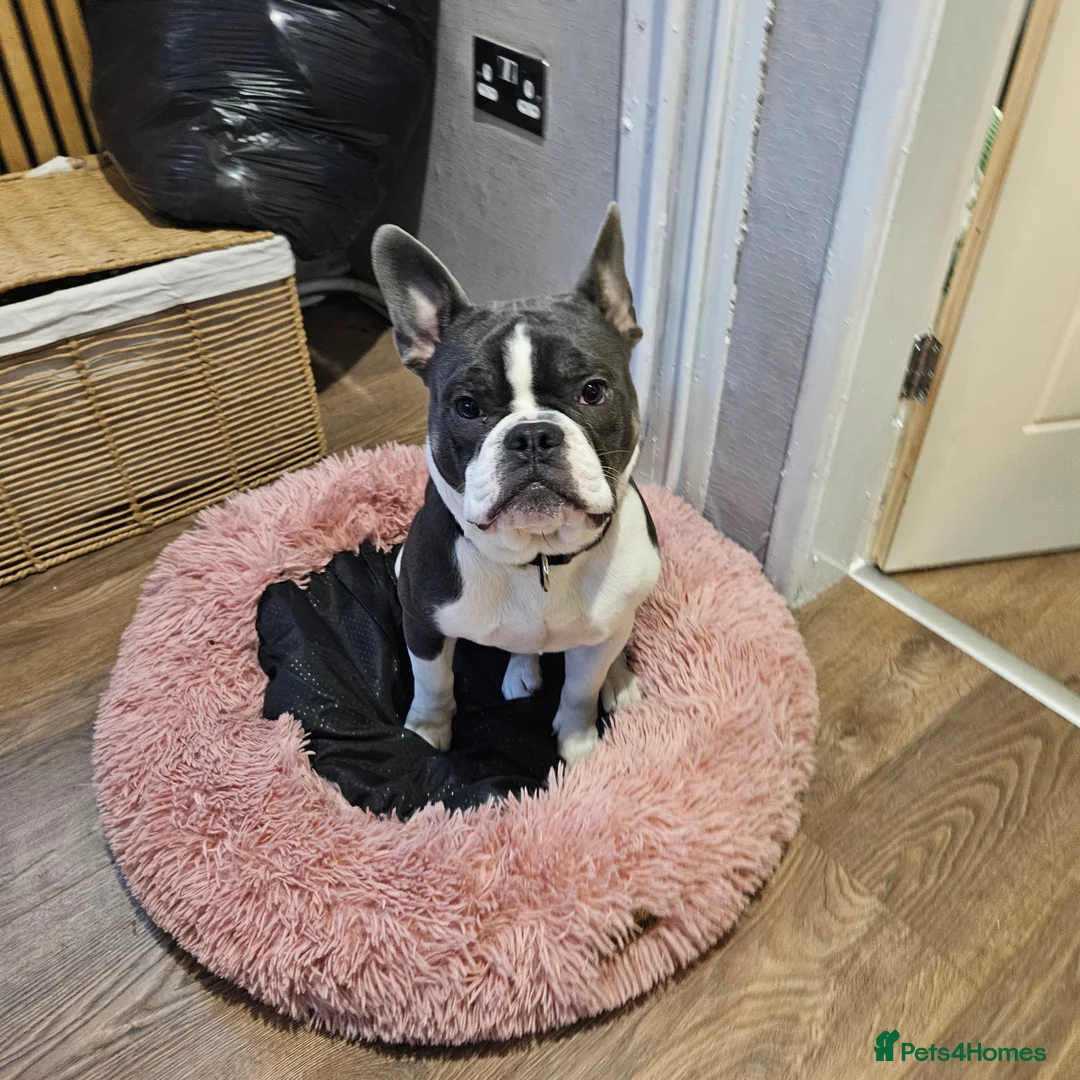 French Bulldog dogs for sale: French bulldog puppy 8 months old - Advert 1