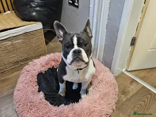 French Bulldog dogs French bulldog puppy 8 months old - Advert 2