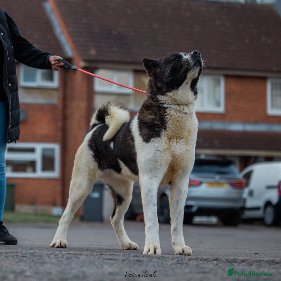 Akita dogs for stud: American Akita  in Luton - Image 2