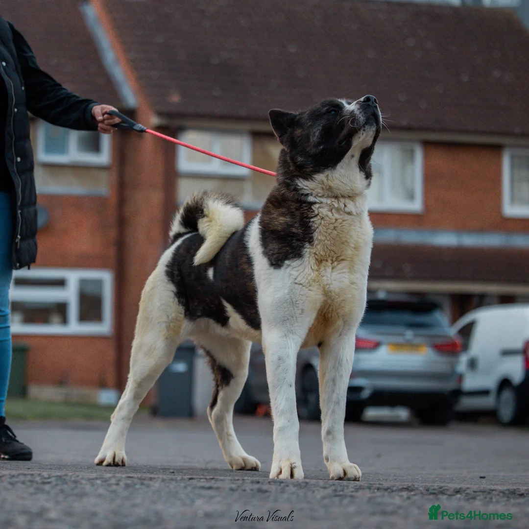 Akita dogs for stud: American Akita  in Luton - Advert 2