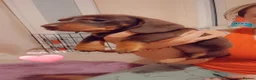 Dachshund dogs for sale: Beutyful dashound babys  - Advert 9