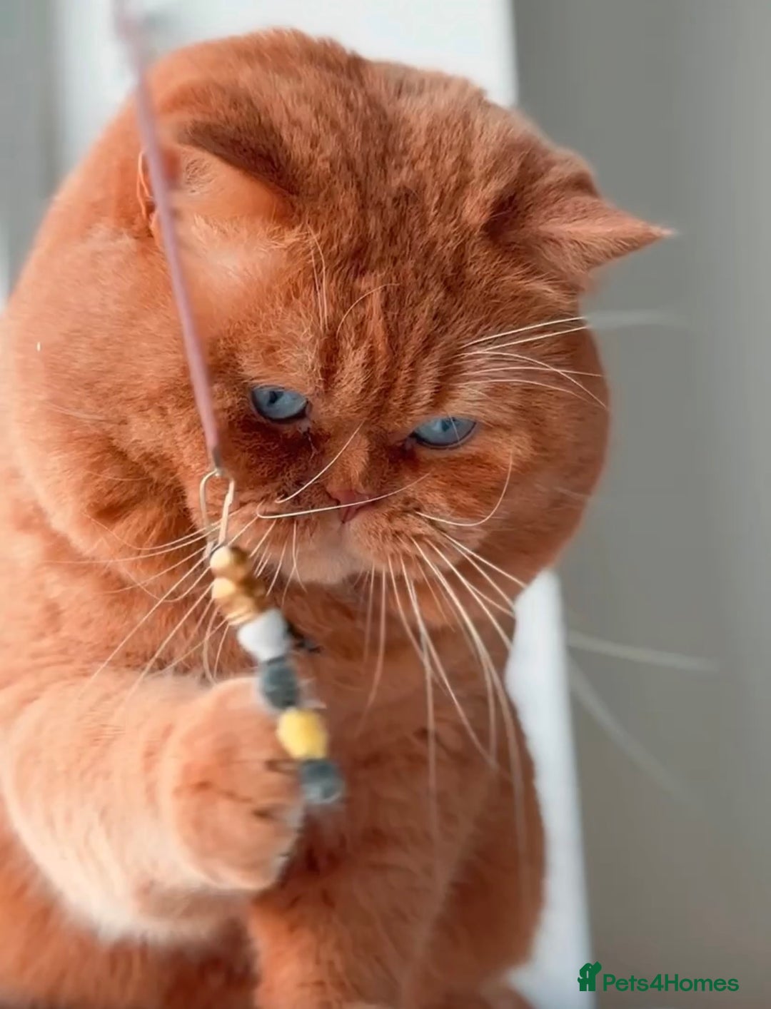 British Shorthair cats for sale: 1 girl available  - Advert 15