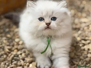 British Longhair cats PURE-Beautiful British kittens female long hair - Advert 2