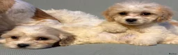 Cavapoo dogs for sale: Cutest little Cavapoo’s FULLY HEALTH checked - Advert 9