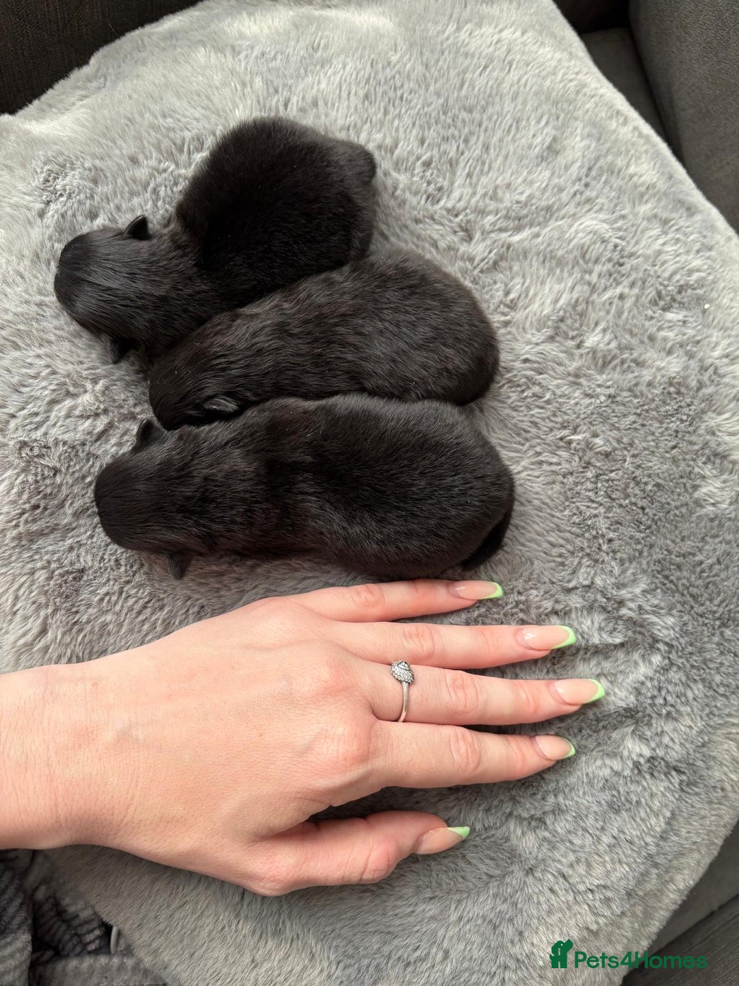 Pomeranian dogs for sale: 3 Little Girls Looking for Love! - Image 10