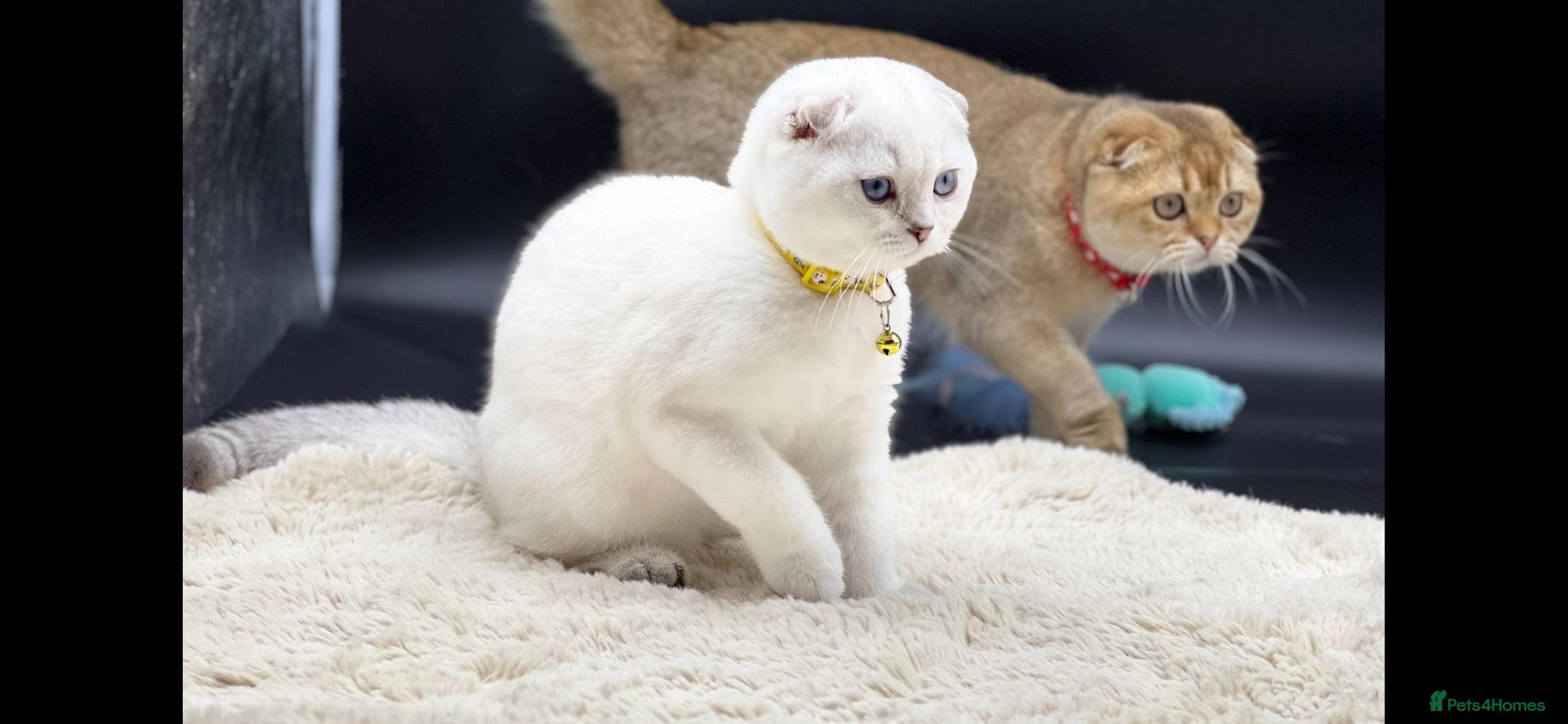 Scottish Fold cats Scottish Fold Kittens with TICA Registration - Advert 4
