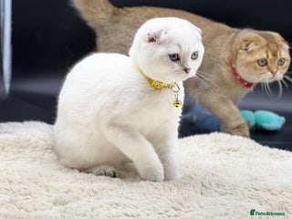 Scottish Fold cats Scottish Fold Kittens with TICA Registration - Advert 8