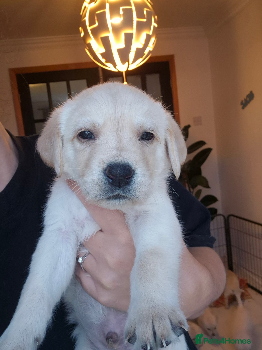 Labrador Retriever dogs for sale: Beautiful labrador puppies for sale - Image 13