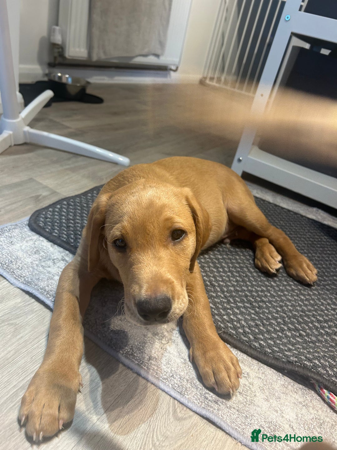 Labrador Retriever dogs for sale: 2 Labrador puppies for sale  - Image 7