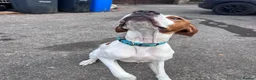Pointer dogs for sale: ONE YEAR OLD ENGLISH  POINTER  - Advert 2