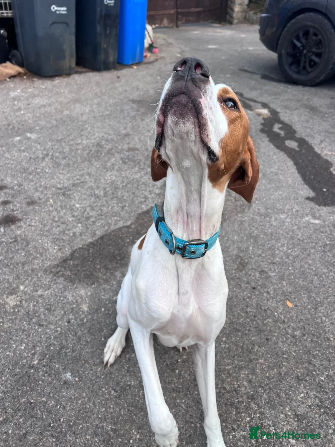 Pointer dogs for sale: ONE YEAR OLD ENGLISH  POINTER  - Advert 2