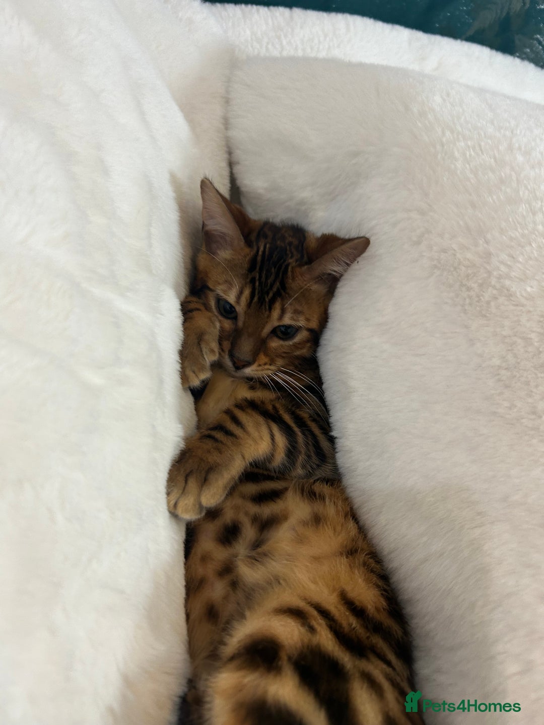 Bengal cats for sale: Champion bloodline Bengal kittens - Advert 9