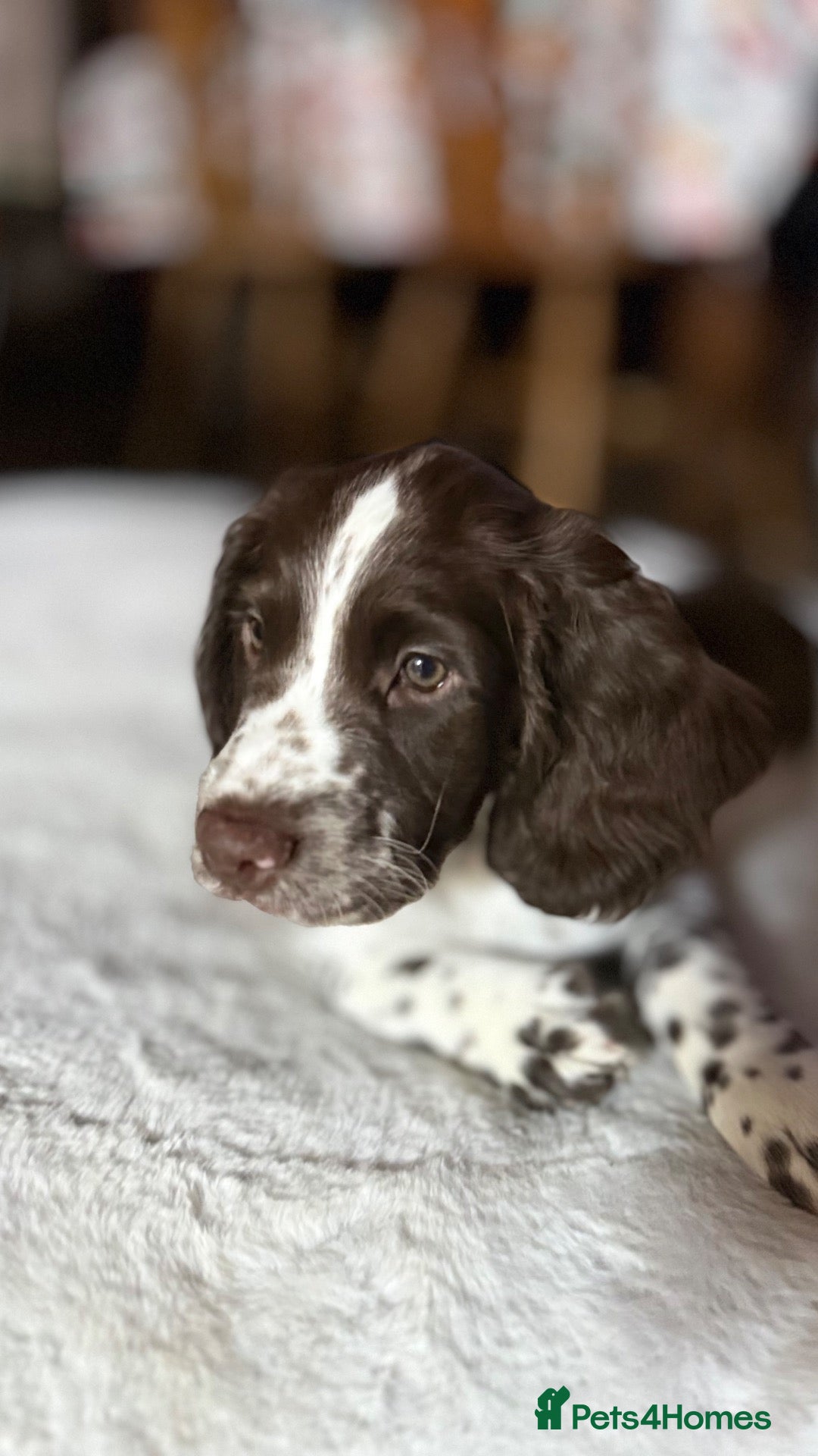 English Springer Spaniel dogs for sale: English springer spaniel boy🩵 for sale  - Advert 18