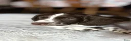 English Springer Spaniel dogs for sale: English springer spaniel boy🩵 for sale  - Advert 1