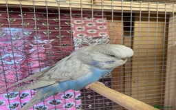 Budgerigars birds for sale: Young & Adult Budgies For Sale - Image 10