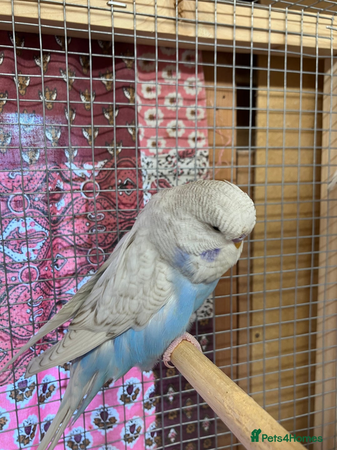 Budgerigars birds for sale: Young & Adult Budgies For Sale - Image 10