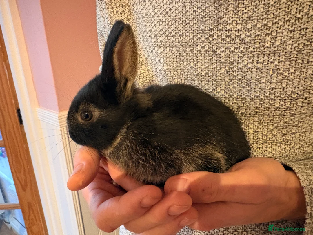 Dwarf Lop rabbits for sale: Dwarf lops in Brackley - Advert 2