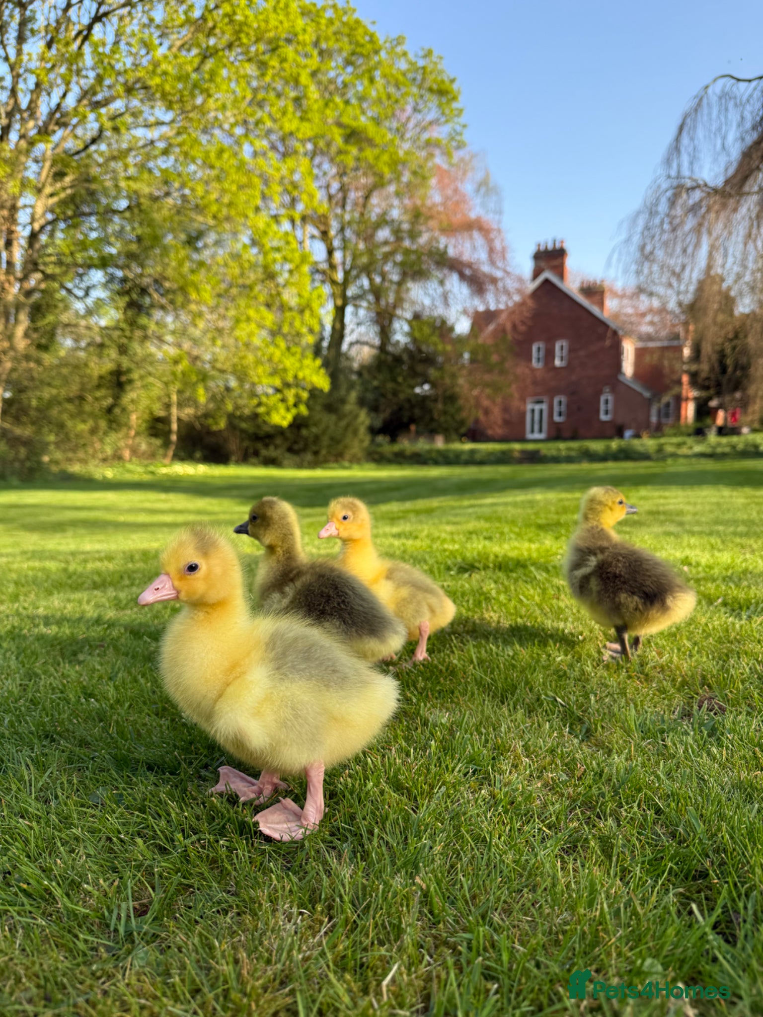 Geese poultry Goslings available now  - Advert 2