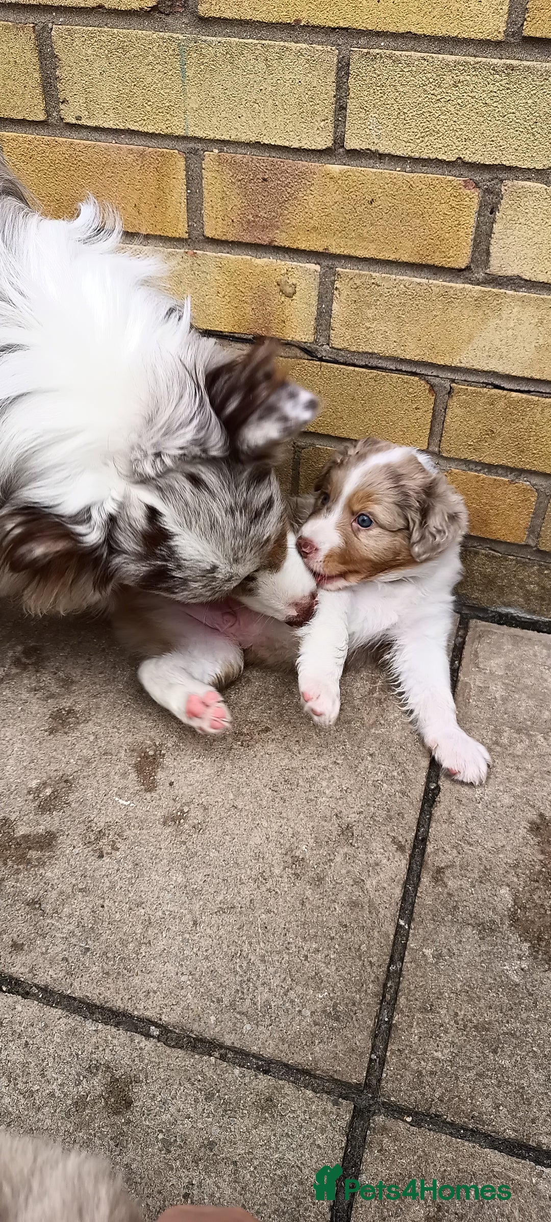 Australian Shepherd dogs for sale: Australian Shepherd puppies looking for new home in Peterborough - Image 9