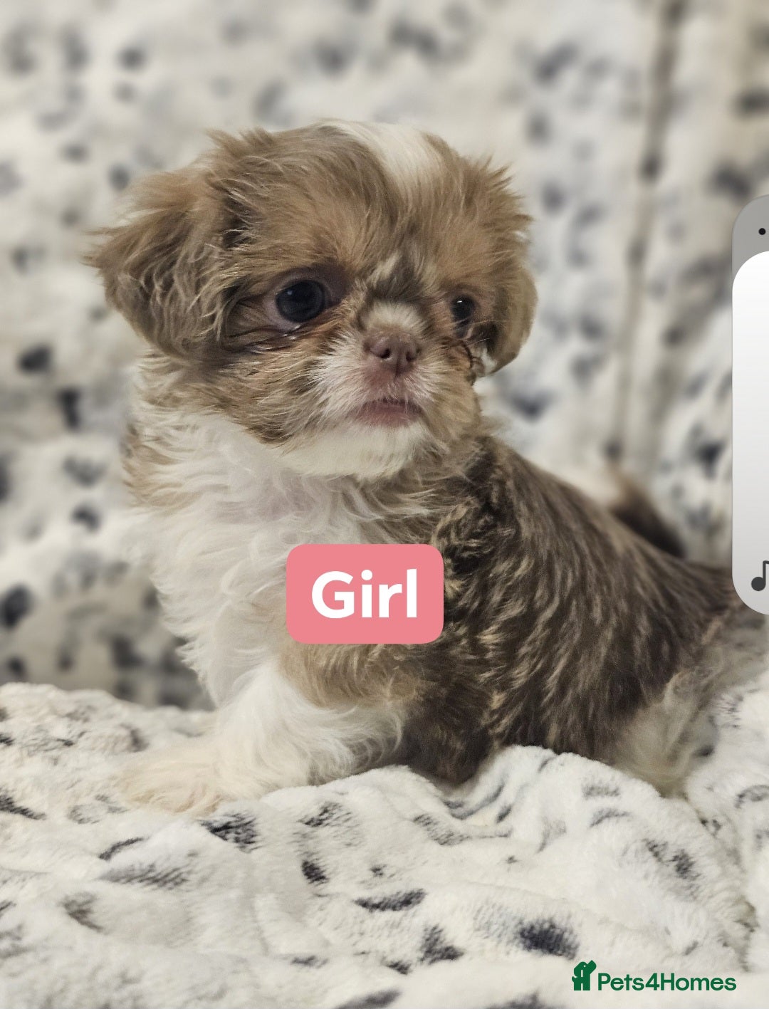 Shih Tzu dogs Beautiful shih tzu puppies  - Advert 12