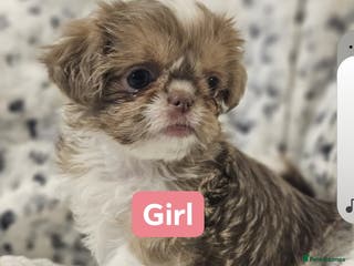 Shih Tzu dogs Beautiful shih tzu puppies - Advert 12