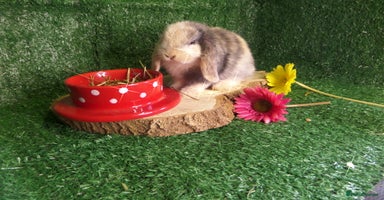 Mini Lop rabbits - Advert 1