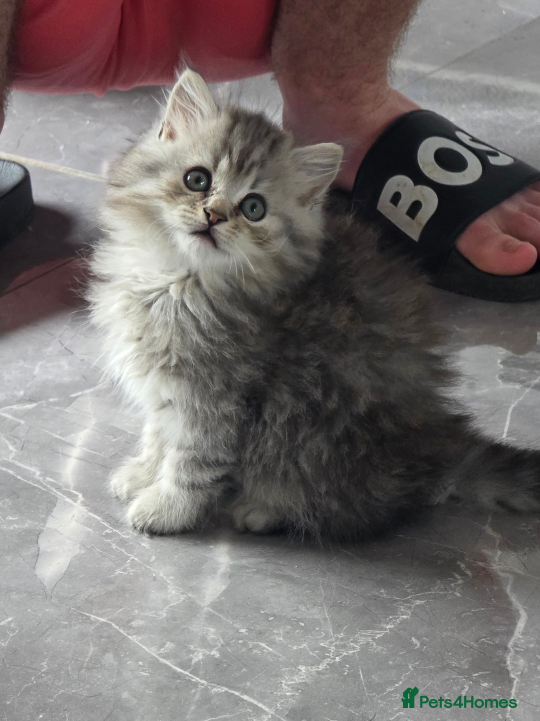 British Shorthair cats for sale: Norwegian forest cat x - Image 10
