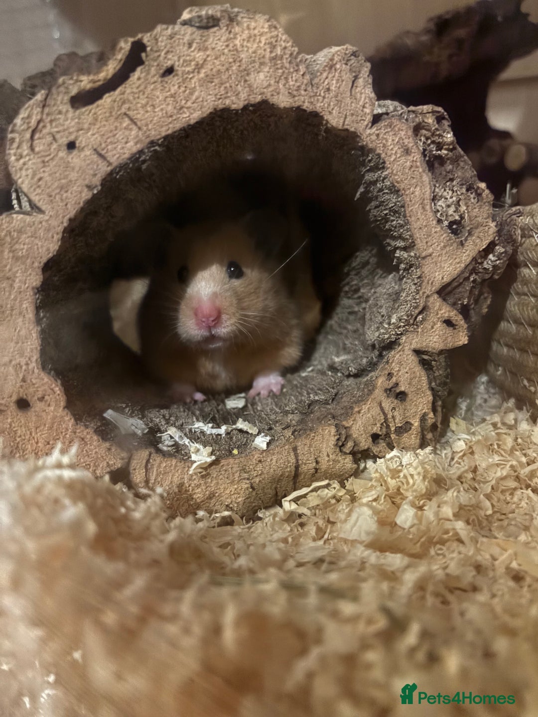 Hamster rodents for sale: Pedigree, tame Syrian hamster   - Advert 3