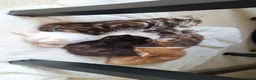 Bengal cats for sale: Beautiful kittens for sale  in Nottingham - Advert 9