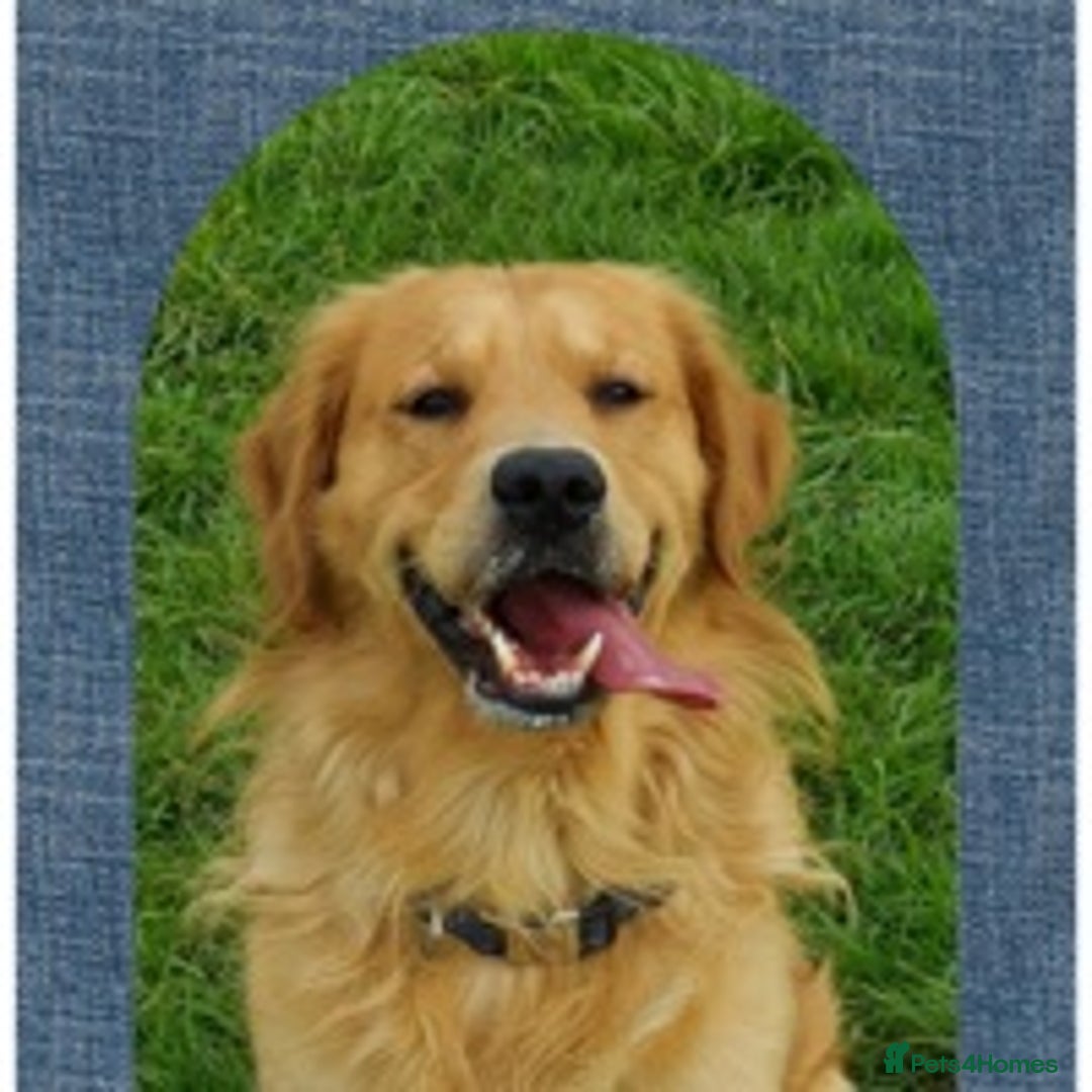 Golden Retriever dogs for stud: Golden retriever health tested stud, large litters in Ipswich - Advert 8