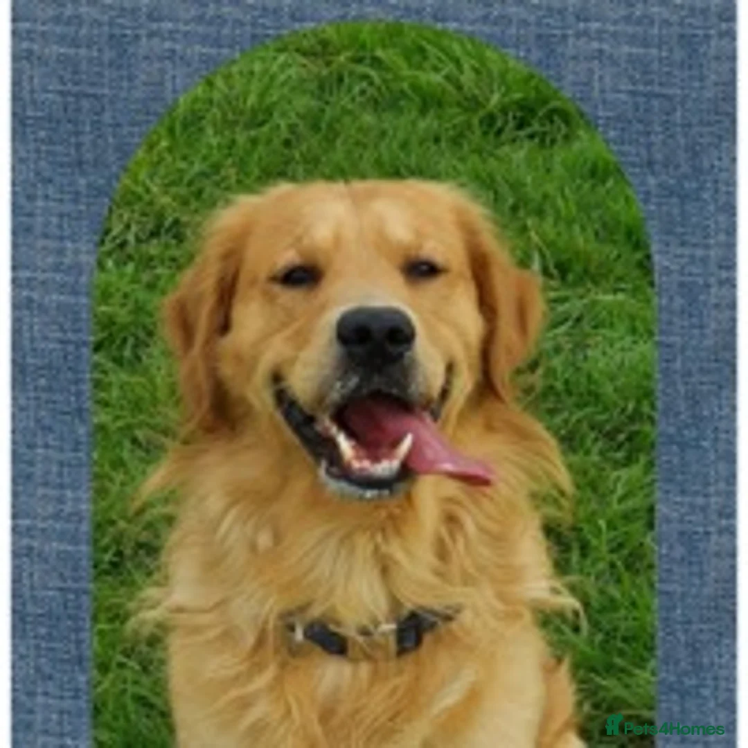 Golden Retriever dogs for stud: Golden retriever health tested stud, large litters in Ipswich - Advert 8