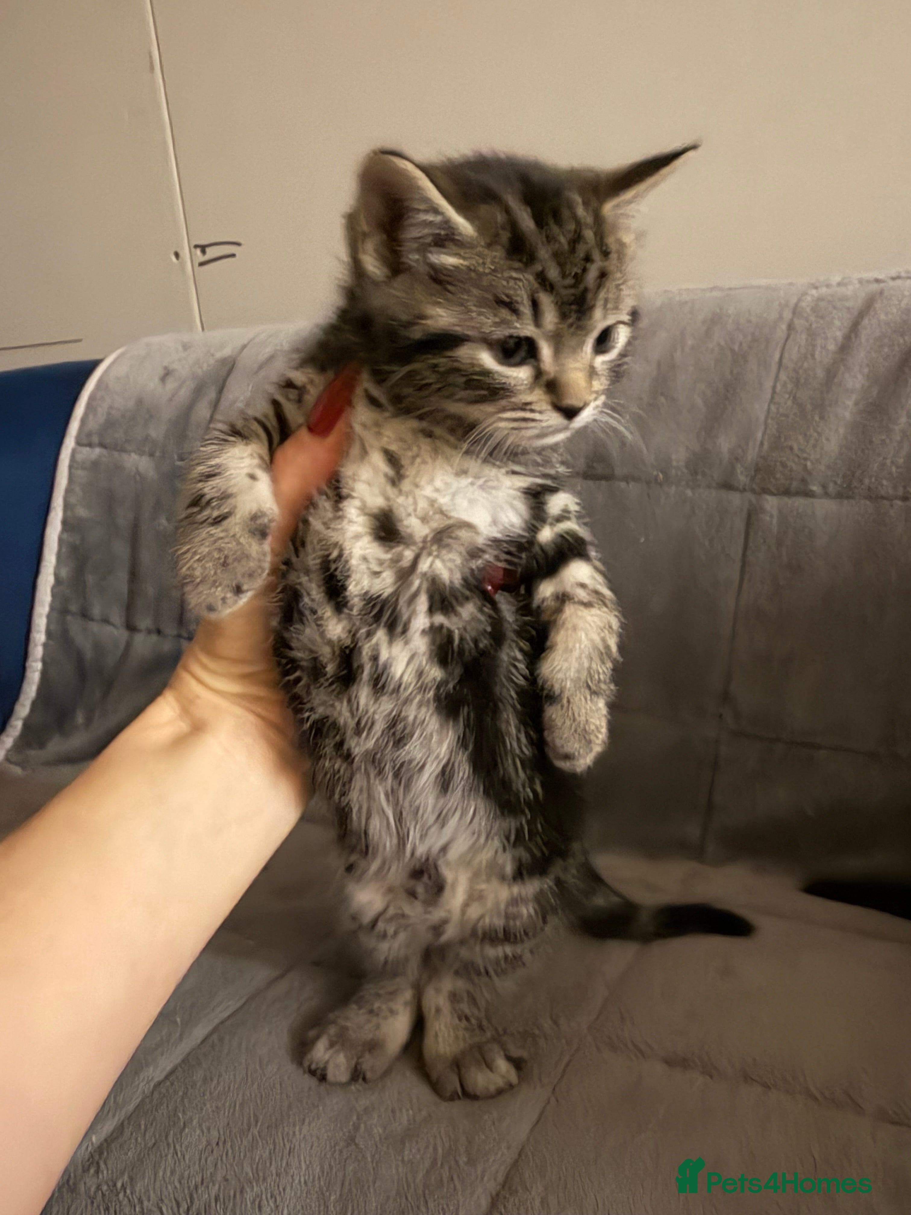 British Shorthair cats Mixed breed Bengal Kittens, Ready Today! - Advert 2