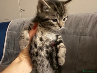British Shorthair cats Mixed breed Bengal Kittens, Ready Today! - Advert 1
