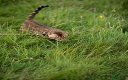 Bengal cats for stud: Proven Bengal stud TICA and GCCF registered  in Ipswich - Image 5