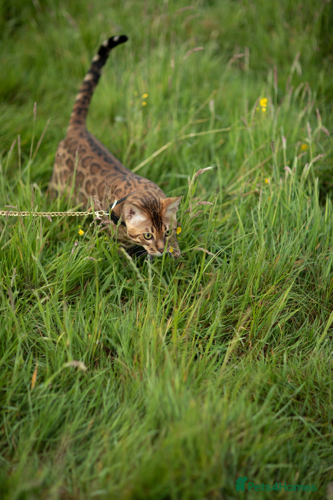 Bengal cats for stud: Proven Bengal stud TICA and GCCF registered  in Ipswich - Image 5